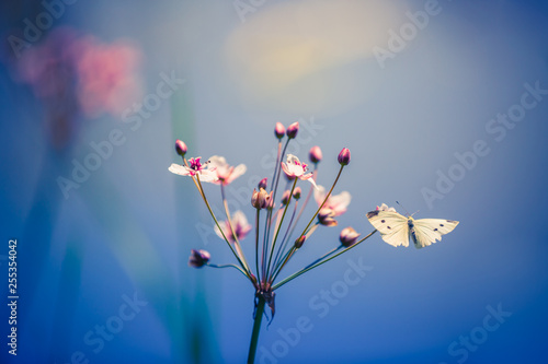 Fototapeta Naklejka Na Ścianę i Meble -  Butterfly on purple pink flowers in the sunlight and blurred natural background