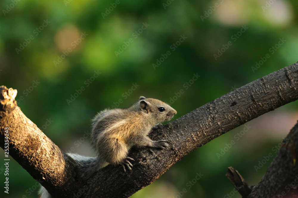 chipmunk baby on branch