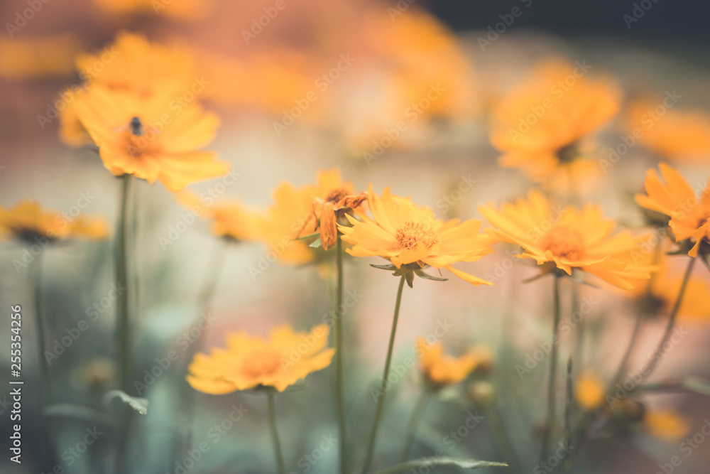 Obraz premium White and yellow flowers background. Spring summer concept, nature scenery with flowers and blurred natural background