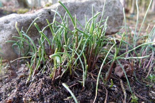 Schnittlauch - Allium schoenoprasum - junge frische Triebe