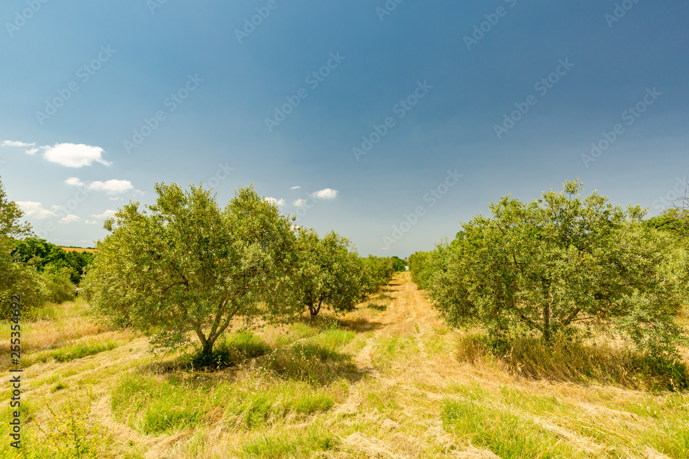 Plantation of olive trees, Mediterranean agriculture field