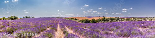 Tranquil nature background concept. Beautiful summer meadow background. Inspirational nature closeup