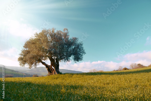 lonely olive tree in the field