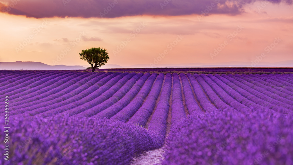 Panoramic view of French lavender field at sunset. Sunset over a violet lavender field in Provence, France, Valensole. Summer nature landscape Panoramic view of French lavender field at sunset. Sunset over a violet lavender field in Provence, France, Valensole. Summer nature landscape
