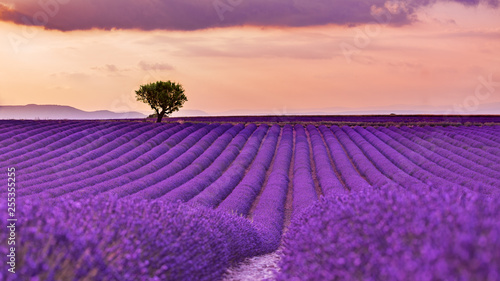 Panoramic view of French lavender field at sunset. Sunset over a violet lavender field in Provence, France, Valensole. Summer nature landscape