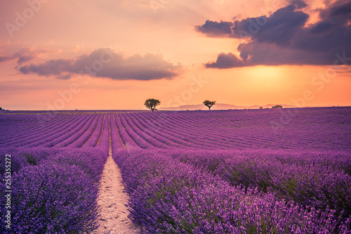 Violet lavender bushes. Beautiful colors purple lavender fields near Valensole, Provence in France, Europe © icemanphotos