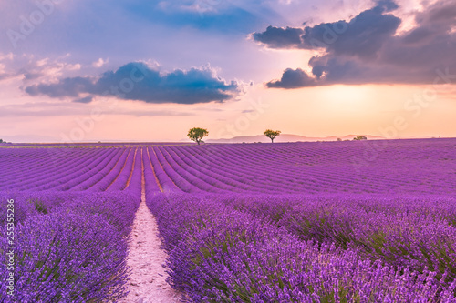 Fioletowe krzewy lawendy. Pięknych kolorów lawendowi purpurowi pola blisko Valensole, Provence w Francja, Europa