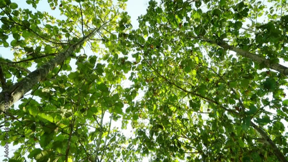 Looking up teak tree forest low angle view Looking up teak tree forest low angle view
