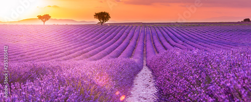 Stunning landscape with lavender field at sunset. Blooming violet fragrant la...