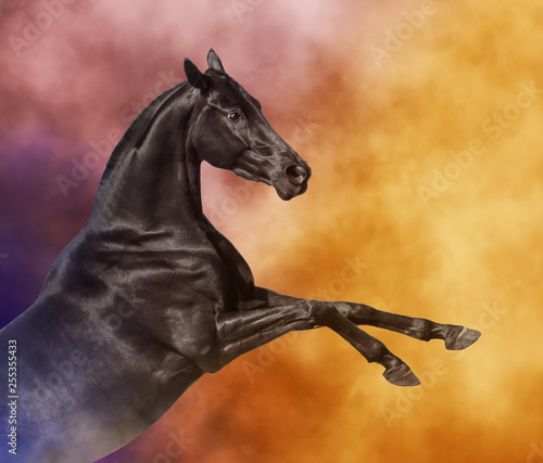 Black Andalusian horse rearing in color smoke
