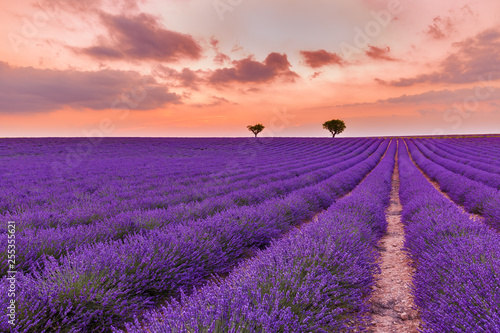 Panoramic view of French lavender field at sunset. Sunset over a violet lavender field in Provence, France, Valensole. Summer nature landscape © icemanphotos