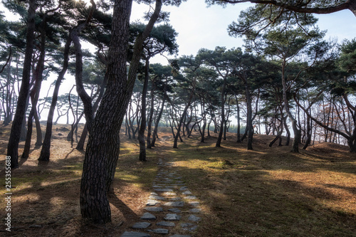 pine tree forest in haemieupseong