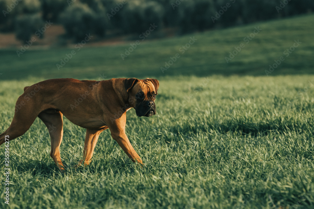 Boxer dog on the green meadow
