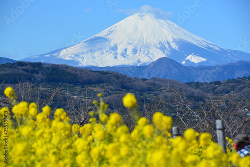 吾妻山公園での菜の花と富士山の競演