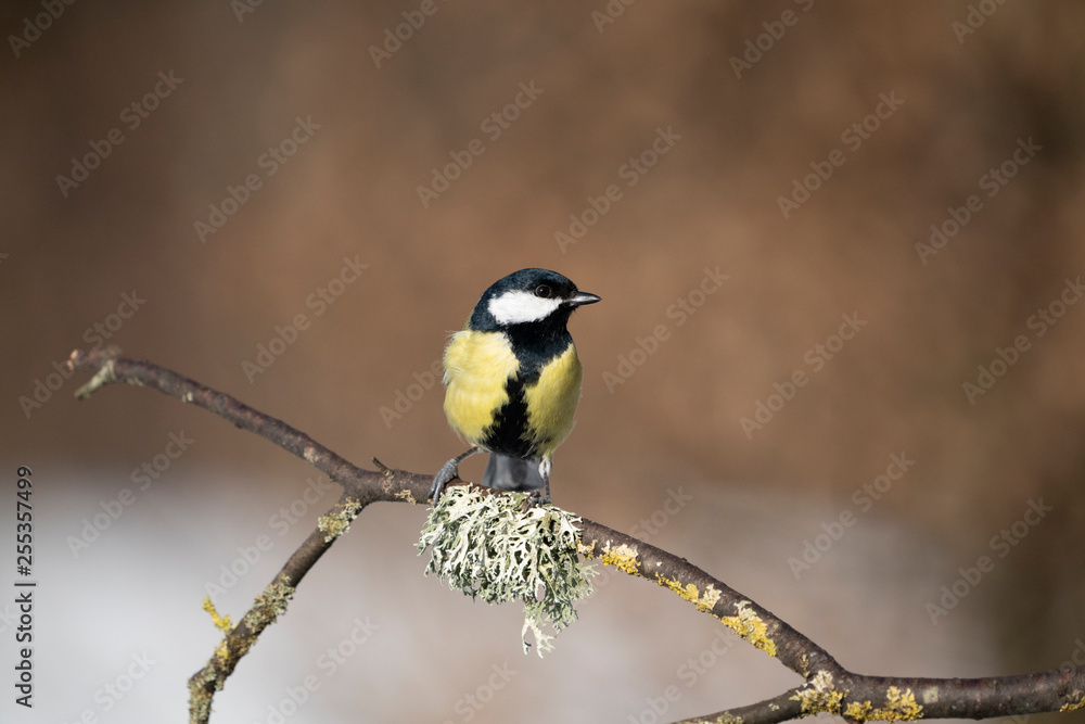 Obraz premium great tit on a branch