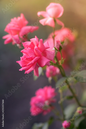 Pink pale roses bush in summer garden or park nature background.