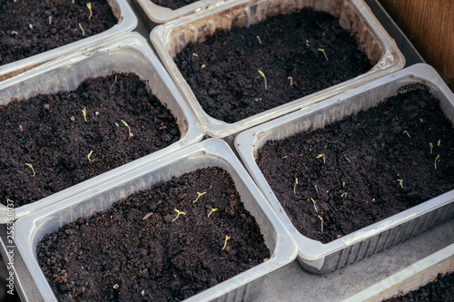 Trays of tiny seedlings sprouting from soil