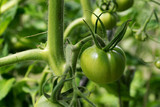 Close up of green unripe tomato growing in home greenhouse.