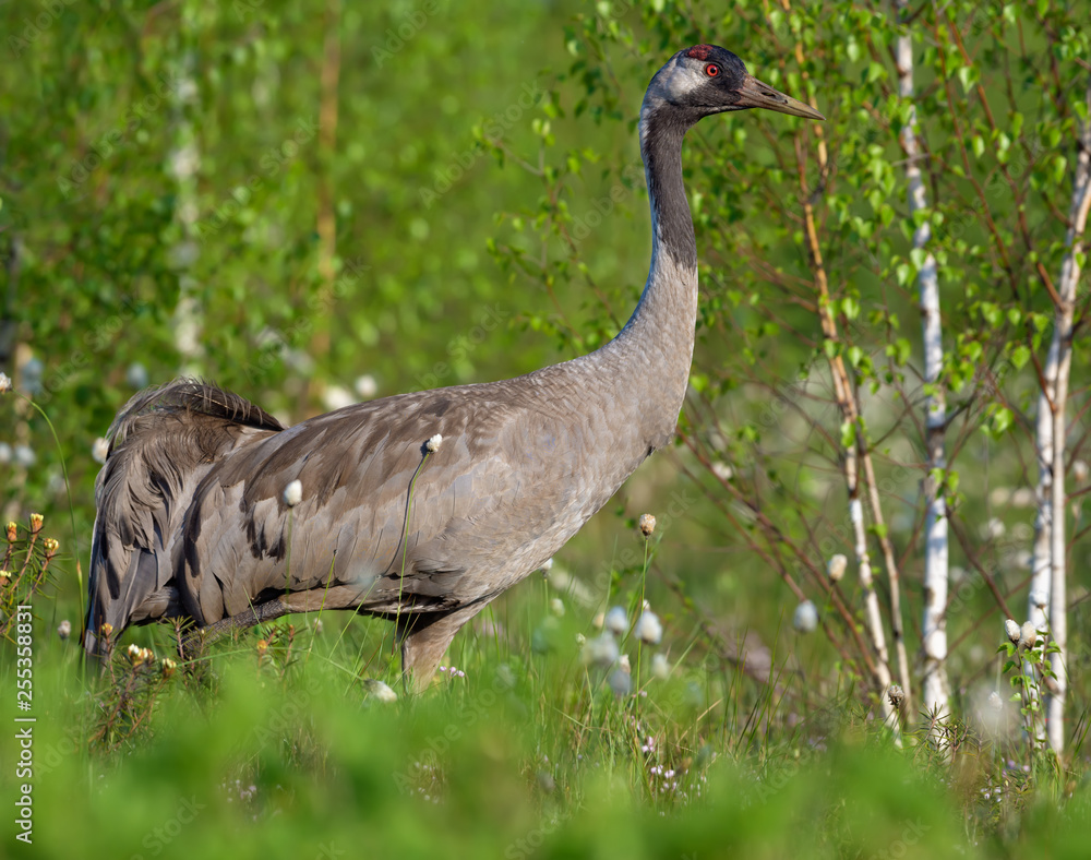 Naklejka premium Close shot of Common Crane posing at green bog breeding habitat