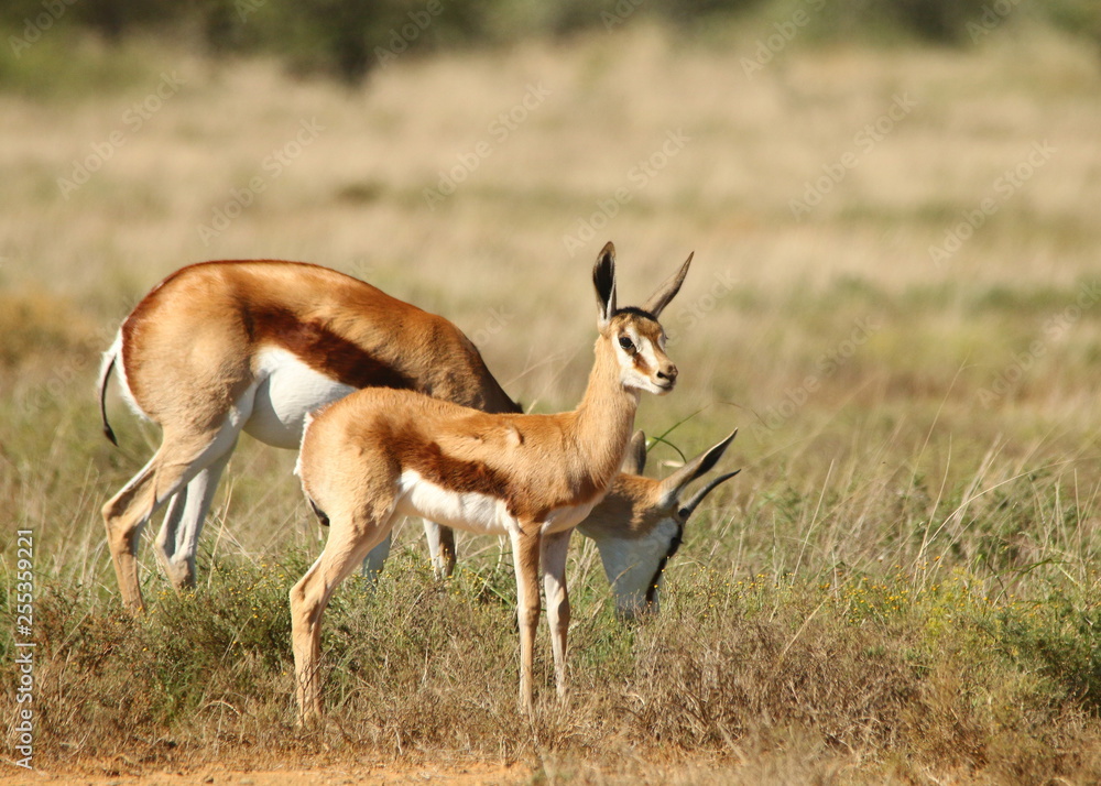 Springbok lamb with its mother that is grazing grass. Springbok lamb with its mother that is grazing grass.