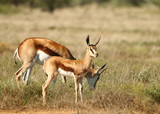 Springbok lamb with its mother that is grazing grass.