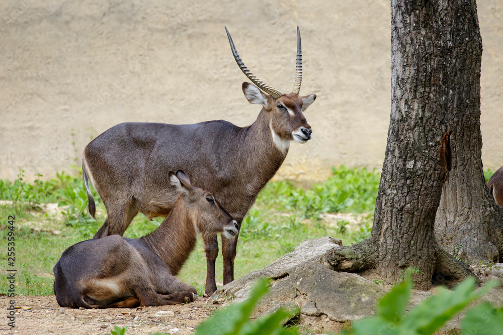 Image of Common Waterbuck (Kobus ellipsiprymnus) on the grass. Wildlife Animals. Image of Common Waterbuck (Kobus ellipsiprymnus) on the grass. Wildlife Animals.