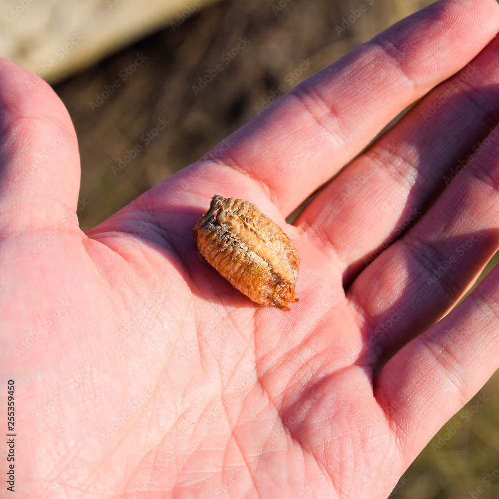 Pile of mantis in the human hand. Inspection ootheca. The eggs o Pile of mantis in the human hand. Inspection ootheca. The eggs o