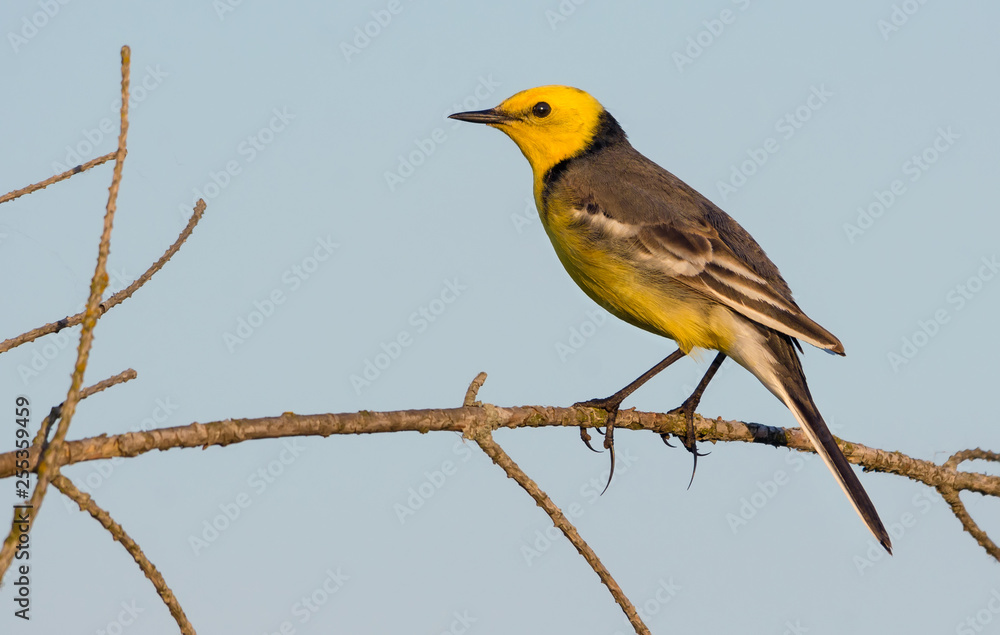 Male Citrine wagtail perched on tiny twig over clear sky Male Citrine wagtail perched on tiny twig over clear sky