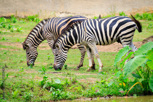 Image of two zebras are eating grass on nature background. Wild Animals.