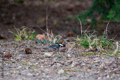 Vogel am Boden sucht nach Essen © Patrick