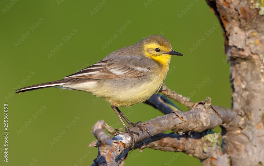 Female Citrine wagtail in spring plumage perched on small branch with green background Female Citrine wagtail in spring plumage perched on small branch with green background