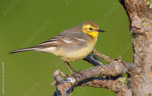 Female Citrine wagtail in spring plumage perched on small branch with green background