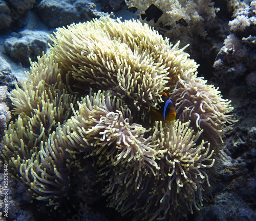 2014  Egypt  diving  depth  entertainment  extreme  underwater  wreck Thistlehorm
