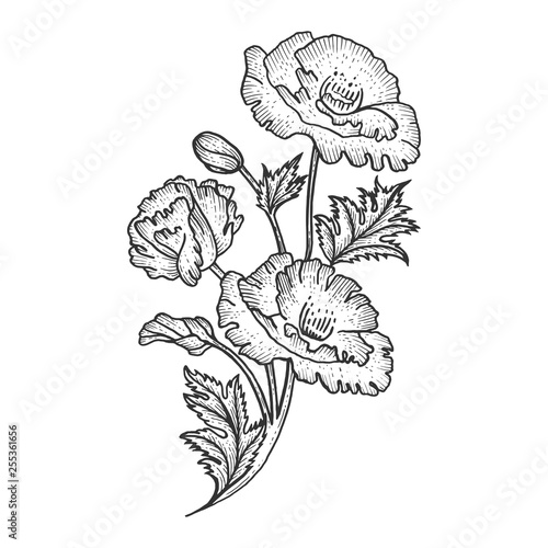 Poppy flower plant sketch engraving vector illustration. Scratch board style imitation. Black and white hand drawn image.