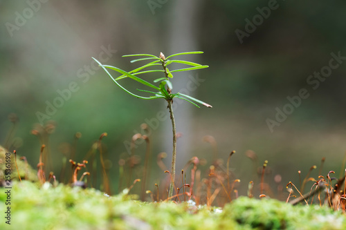 annual young fir trees grow in moss, close-up macro. annual fir trees (Abies alba) in nature. Abies alba sprouts in nature among moss. 