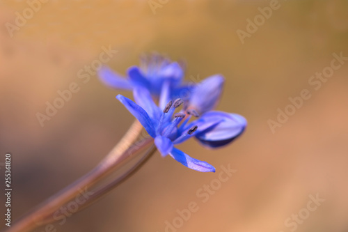 Wallpaper Mural In the spring forest bloom ephemeroid plant Scilla bifolia. Scilla bifolia in natural habitat.  Torontodigital.ca