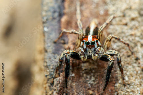 Image of Jumping spiders(Plexippus paykulli) on nature background. Insect. Animal