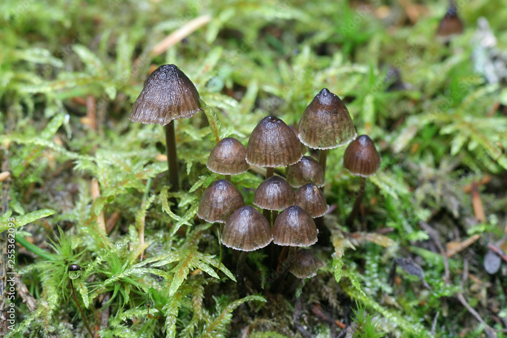 Mycena alcalina, known as the stump fairy helmet mushroom Mycena alcalina, known as the stump fairy helmet mushroom
