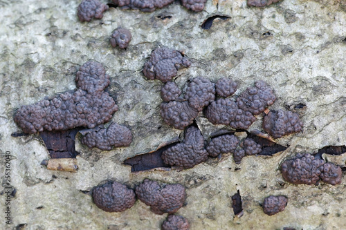 Birch woodwart, Hypoxylon multiforme photo