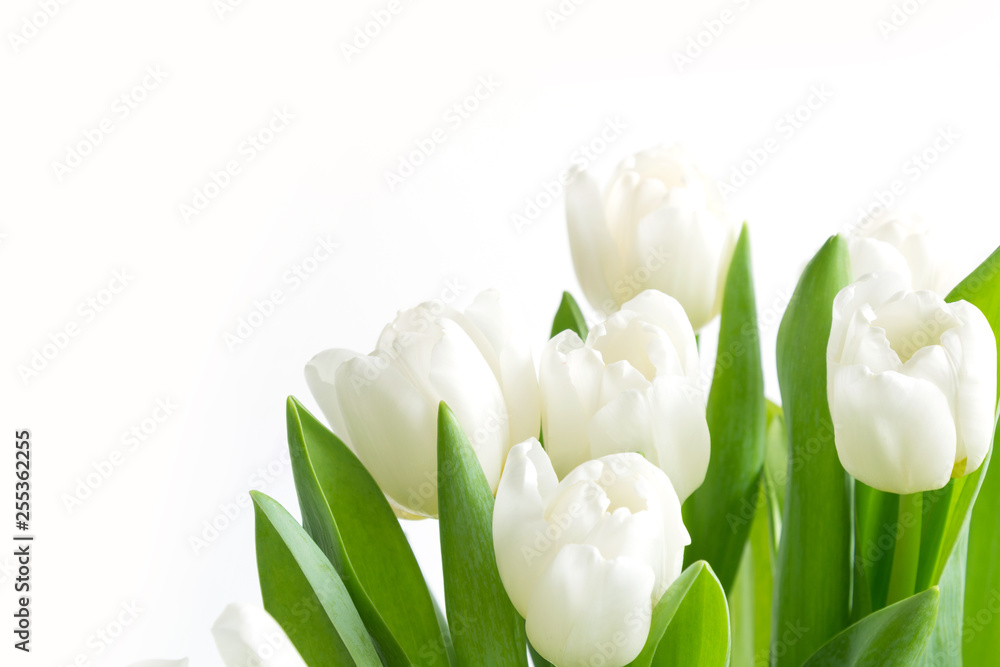 Fototapeta premium Bukiet białych tulipanów na białym tle. Kwiatowy wzór. Miejsce na tekst.