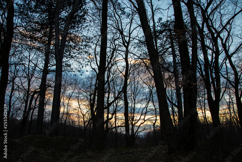 Sunset in the forest overlooking the blazing sky. Evening in the forest overlooking the blazing sky. evening twilights in the forest overlooking the blazing sky Sunset in the forest overlooking the blazing sky. Evening in the forest overlooking the blazing sky. evening twilights in the forest overlooking the blazing sky