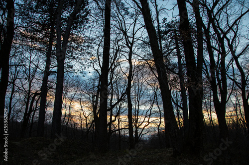 Sunset in the forest overlooking the blazing sky. Evening in the forest overlooking the blazing sky. evening twilights in the forest overlooking the blazing sky