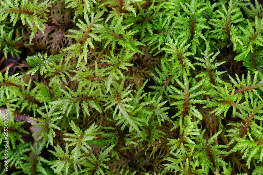 Pleurozium schreberi, the red-stemmed feathermoss or Schreber's big red stem moss