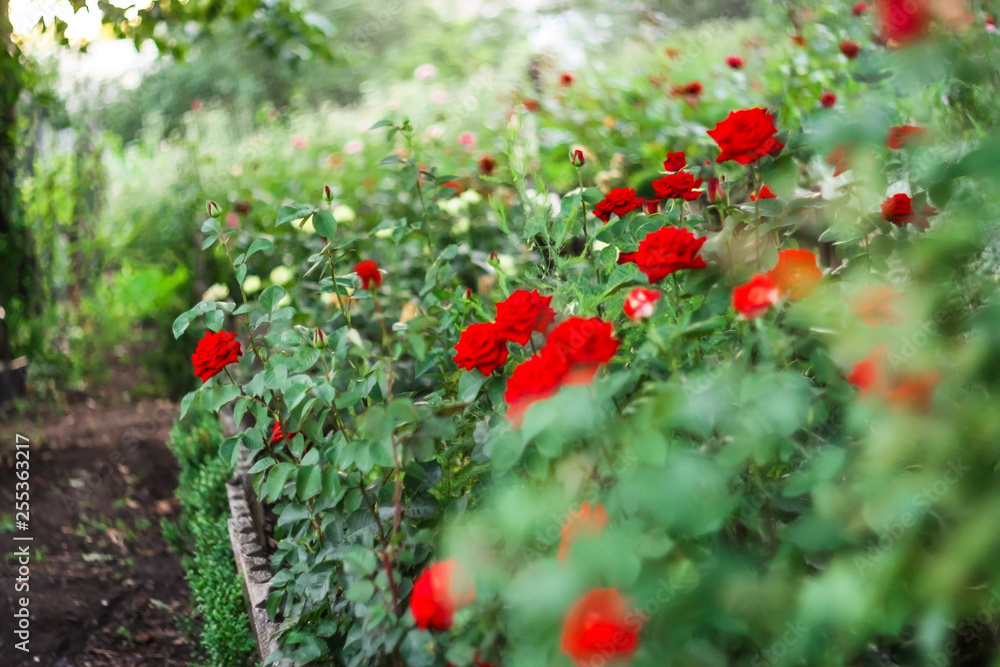  red roses in the garden