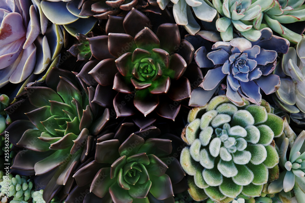 Fototapeta premium Arrangement of Lush Succulent Plants as Natural Background
