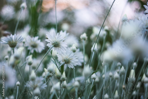 white field flowers on a background