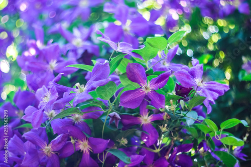 blue flowers (clematis) on a background