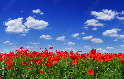 Fotografie, Obraz Idyllic view, meadow with red poppies blue sky in the background
