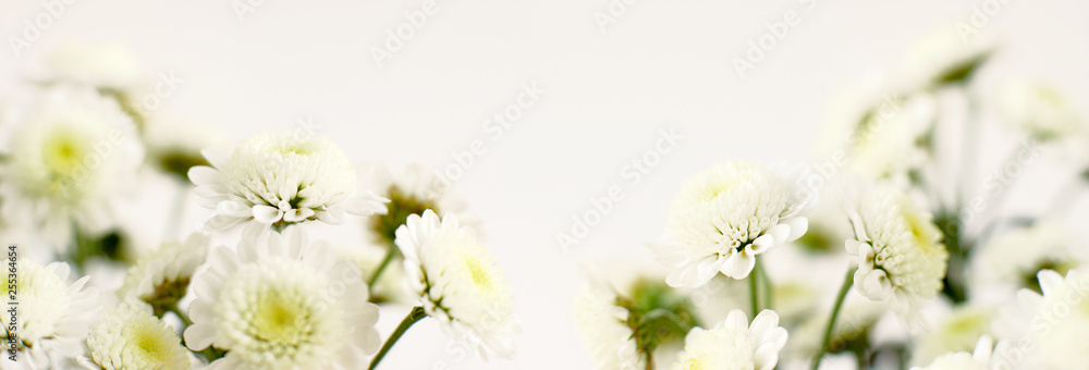 Flowers on a white background in a wide format. Panorama of flowers and white background for writing text. Floral design in spring and summer. Flowers on a white background in a wide format. Panorama of flowers and white background for writing text. Floral design in spring and summer.
