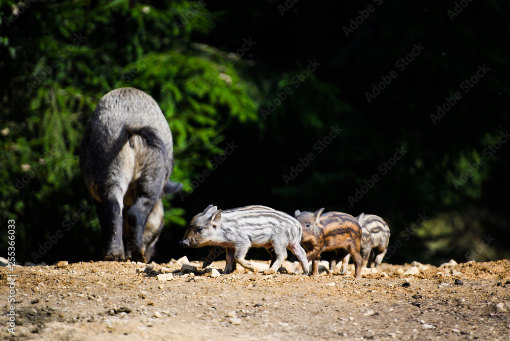 Young wild Boar Young wild Boar